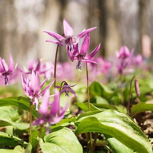 Corydalis Yanhusuo​
